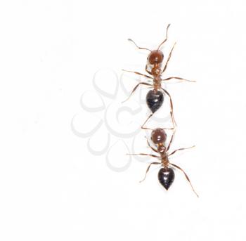 ants on a white wall. close