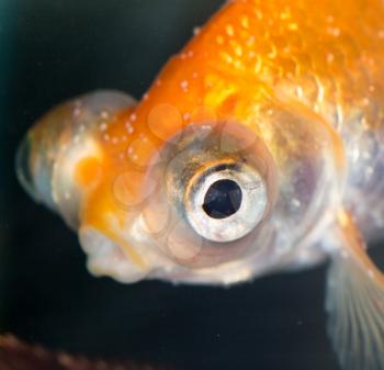 Portrait of a goldfish