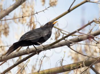 starling on tree