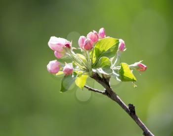 flowers on the fruit tree in nature