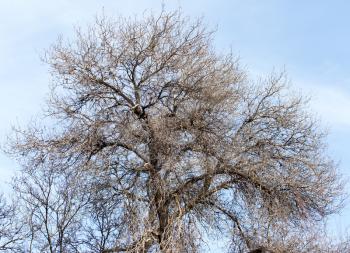 leafless tree branches against the blue sky