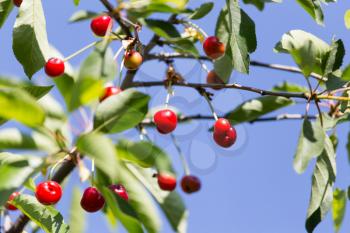 red cherries on the tree in nature