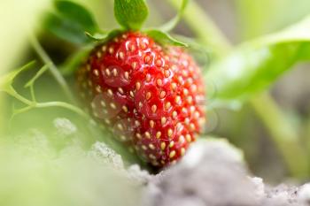 strawberries in the garden outdoors. close