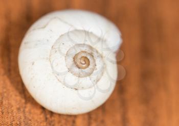 snail shell. close
