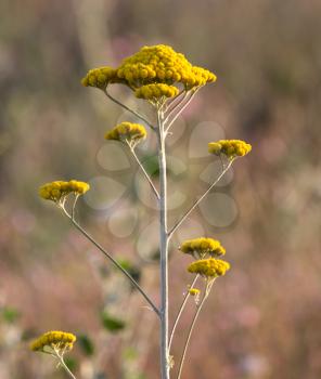 yarrow yellow flower in nature