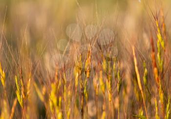 Grass at sunset in nature