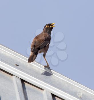Starling on the roof