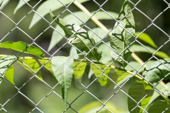 plant for the metal fence on nature