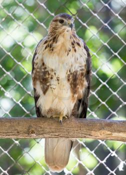 Hawk in zoo