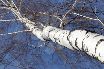 birch against the blue sky