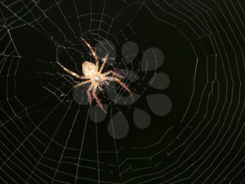 Spider on the web. close