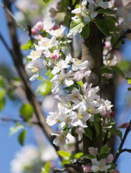 flowers on the fruit tree in nature