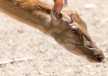 Antelope in zoo