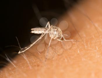 a mosquito on the skin. close