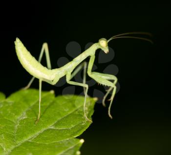 Green mantis in the nature. close