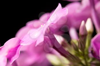 beautiful pink flower in nature, close-up