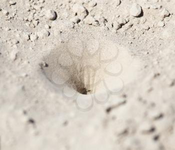 insect traps in the sand