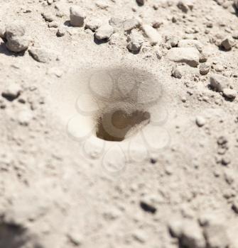 insect traps in the sand