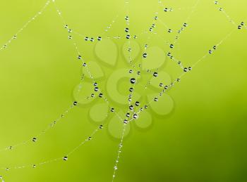 water droplets on a spider web in nature