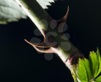 thorns on a rose branch. close