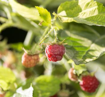 ripe raspberries in nature