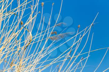 Yellow reeds against a blue sky