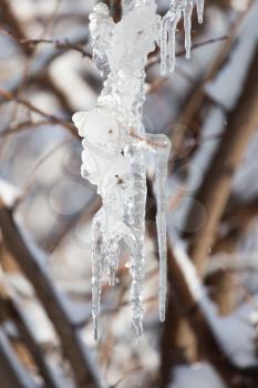 ice from the tree in nature