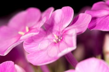 beautiful pink flower in nature, close-up