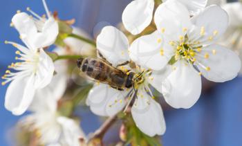 bee on a white flower on a tree