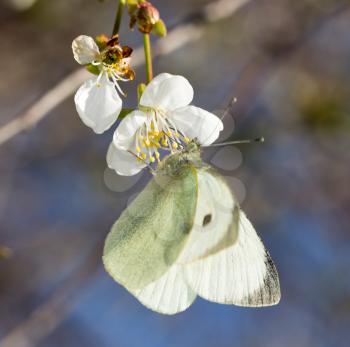white butterfly on a white flower