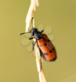 Red beetle on nature. close