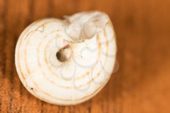snail shell. close