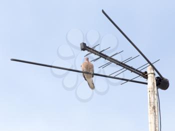 pigeon on the antenna