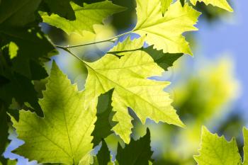 Beautiful maple leaves in nature