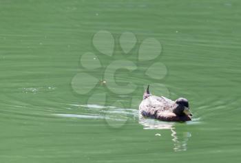 duck swims in the lake