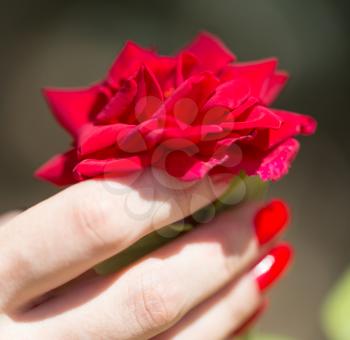 red manicure and red rose