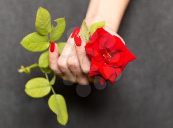 red manicure and red rose