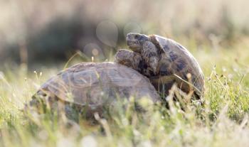 turtle making love
