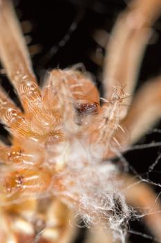 portrait of a spider. close