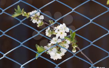 flowers on the tree behind the fence