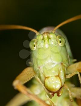 Grasshopper. super macro