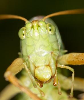 Grasshopper. super macro