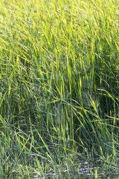 bulrush in nature as a background