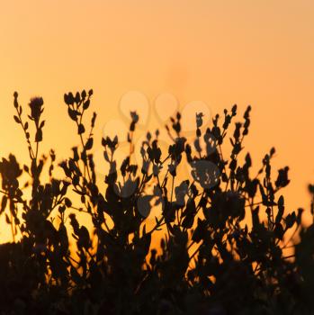 plant on the background of sunset