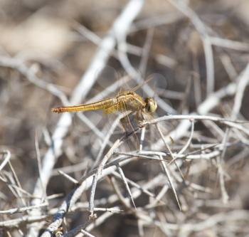 dragonfly on nature