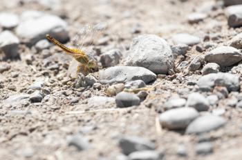 Dragonfly on the ground in nature