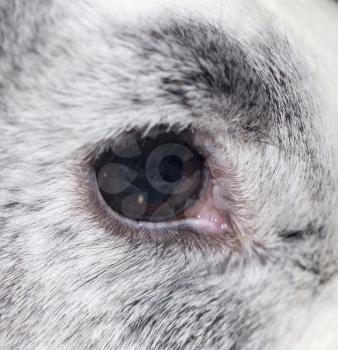rabbit eye. close-up