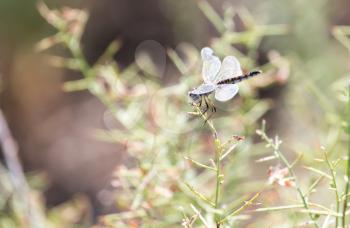 dragonfly on nature