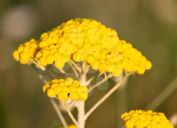 yarrow yellow flower in nature