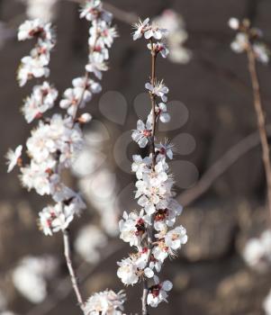 apricot flowers on the tree